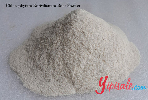 Bulk Buy 20 Kg Chlorophytum Borivilianum Root Powder, White Musli, 705 oz.