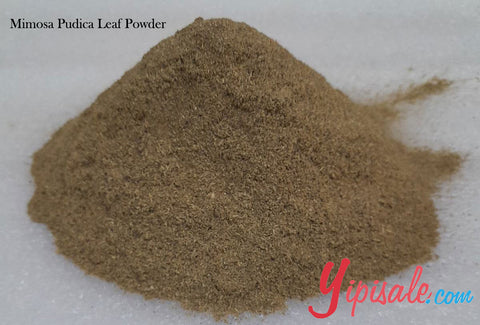 Bulk Buy 20 Kg Mimosa Pudica Leaf Powder, Lajwanti Patti, 705 oz.