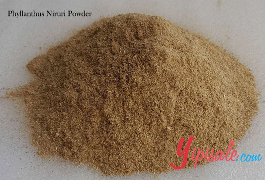 Bulk Buy 20 Kg Phyllanthus Niruri Powder, Bhoomi Amla, Chanca Piedra, 705 oz.