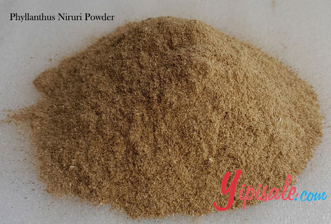 Bulk Buy 20 Kg Phyllanthus Niruri Powder, Bhoomi Amla, Chanca Piedra, 705 oz.