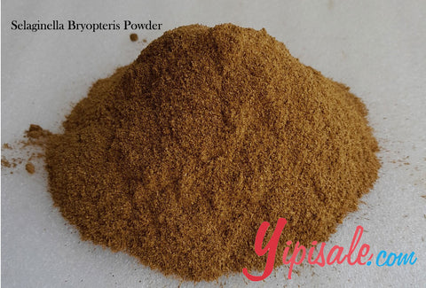 Bulk Buy 20 Kg Selaginella Bryopteris Powder, Lakshman Booti, 705 oz.