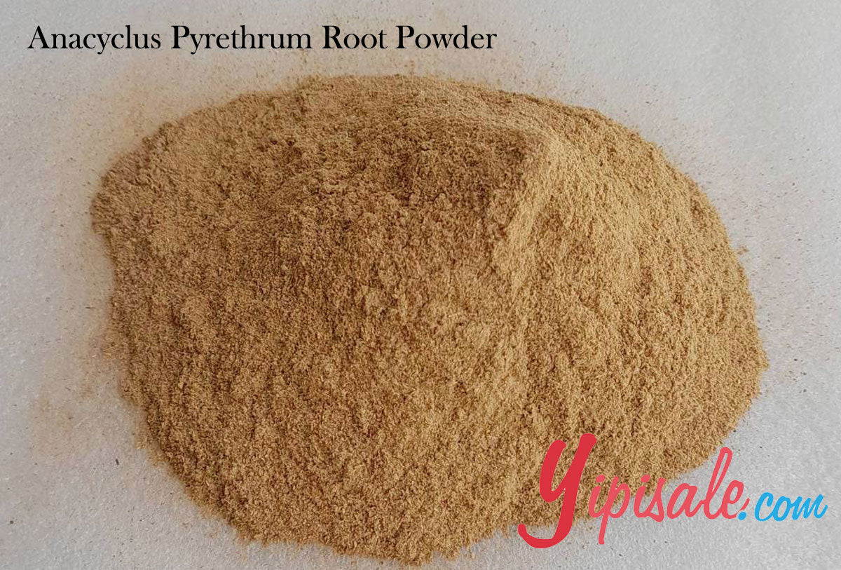 Buy Bulk 20 Kg Anacyclus Pyrethrum Root Powder, Akarkara, 705 oz.