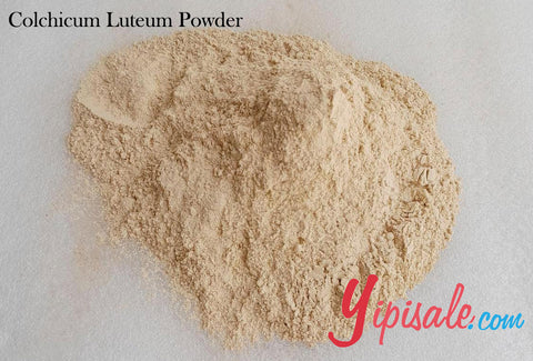 Buy Bulk 20 Kg Colchicum Luteum Powder, Suranjan Sweet, 705 oz.